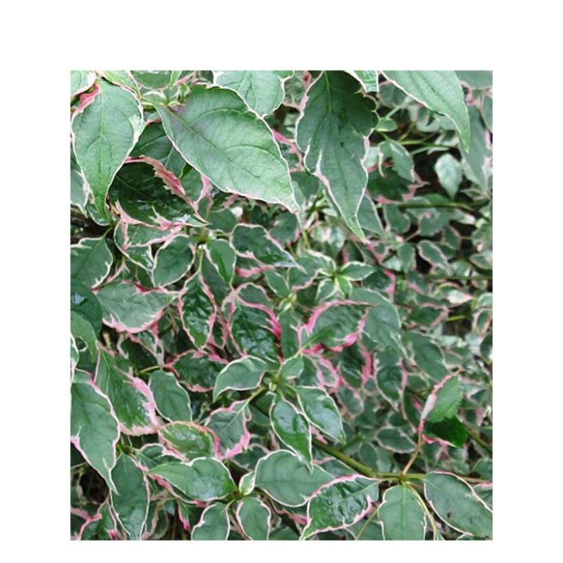 Cornus alternifolia Pinky Spots (Tricolor) - Cornouiller à feuilles alternes (Feuillage)