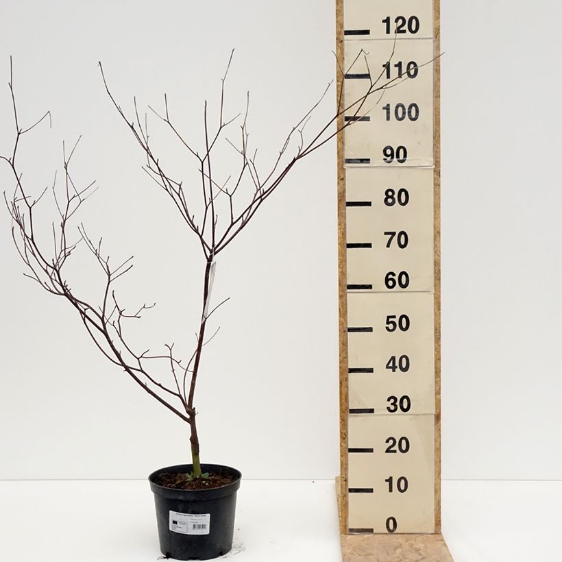 Spécimen de Cornus alternifolia Silver Giant - Cornouiller à feuilles alternes - Pot de 4L/5L tel que livré au printemps
