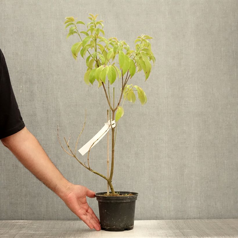Spécimen de Cornus angustata Empress of China - Cornouiller chinois Pot de 2L/3L tel que livré en été