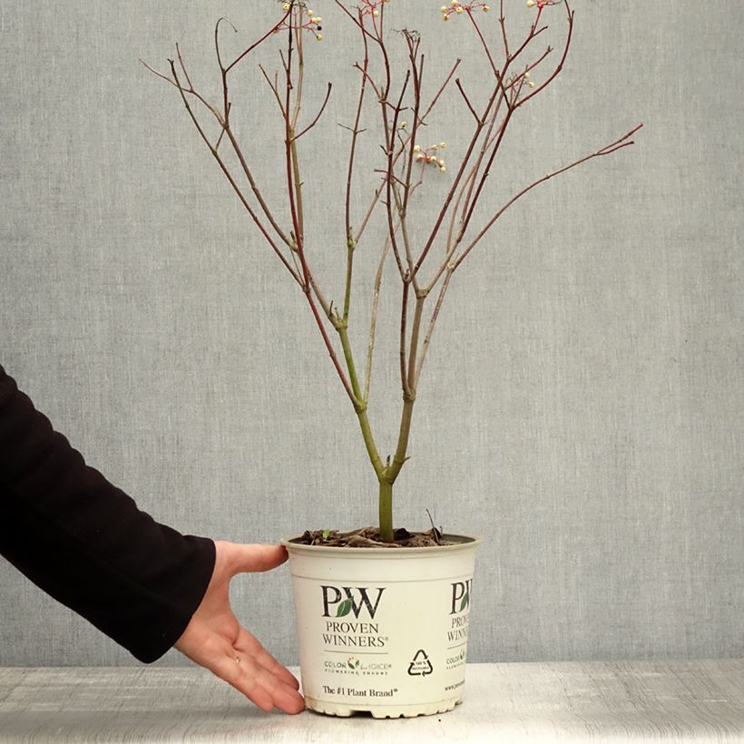 Spécimen de Cornus asperifolia var. drummondii Sunshiny Drops - Cornouiller Pot de 2L/3L tel que livré en automne