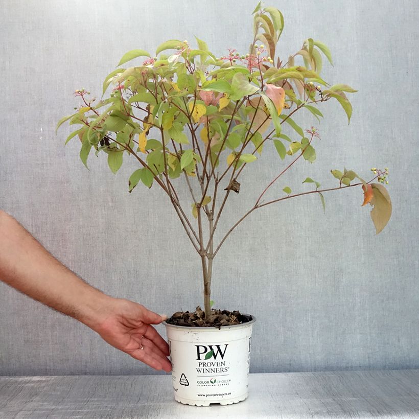 Spécimen de Cornus asperifolia var. drummondii Sunshiny Drops - Cornouiller Pot de 2L/3L tel que livré en été