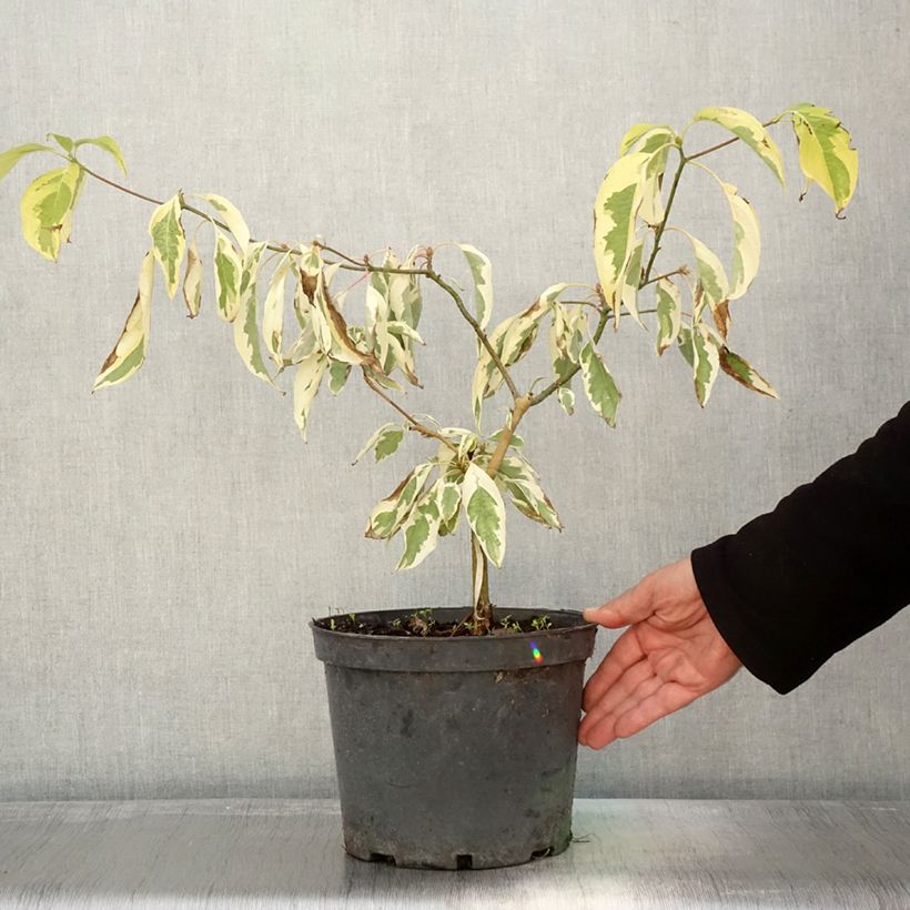 Spécimen de Cornus controversa Gold Star - Cornouiller des Pagodes Pot de 4L/5L tel que livré en automne