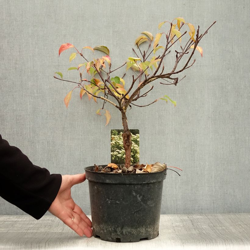 Spécimen de Cornus controversa Green Carpet - Cornouiller des Pagodes - Pot de 4L/5L tel que livré en automne