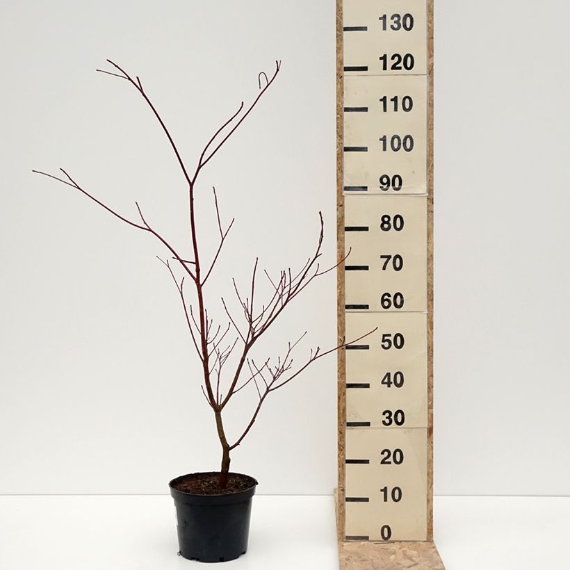 Spécimen de Cornus controversa Laska - Cornouiller des Pagodes - Pot de 4L/5L tel que livré en hiver