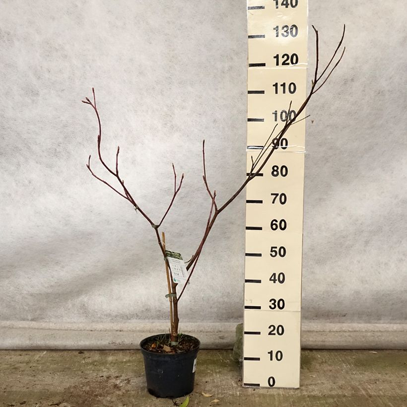 Spécimen de Cornus controversa Marginata Nord - Cornouiller des Pagodes Pot de 4L/5L tel que livré en automne