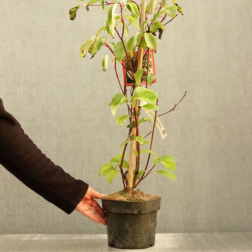 Spécimen de Cornus controversa Pagoda - Cornouiller des Pagodes Pot de 4L/5L tel que livré en automne