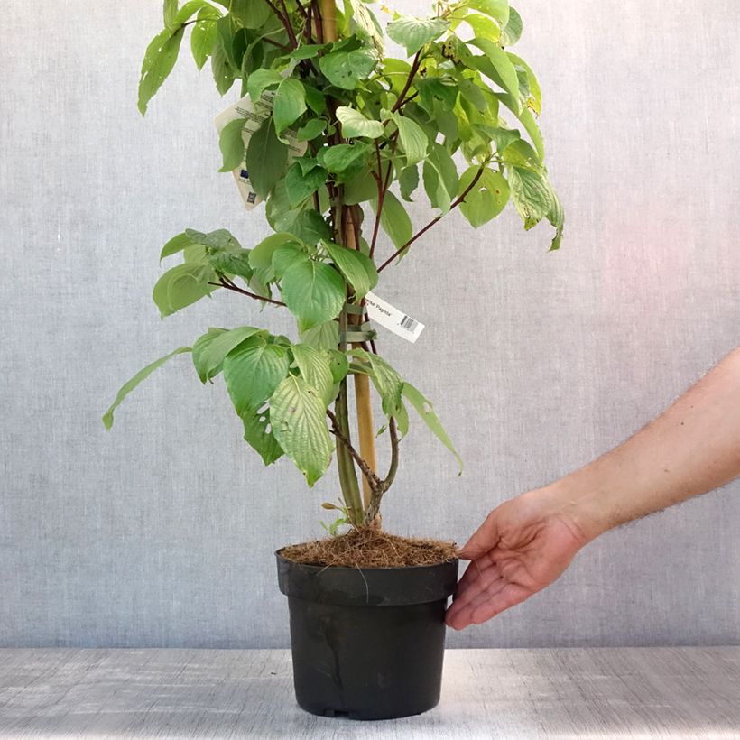 Spécimen de Cornus controversa Pagoda - Cornouiller des Pagodes Pot de 4L/5L tel que livré en été