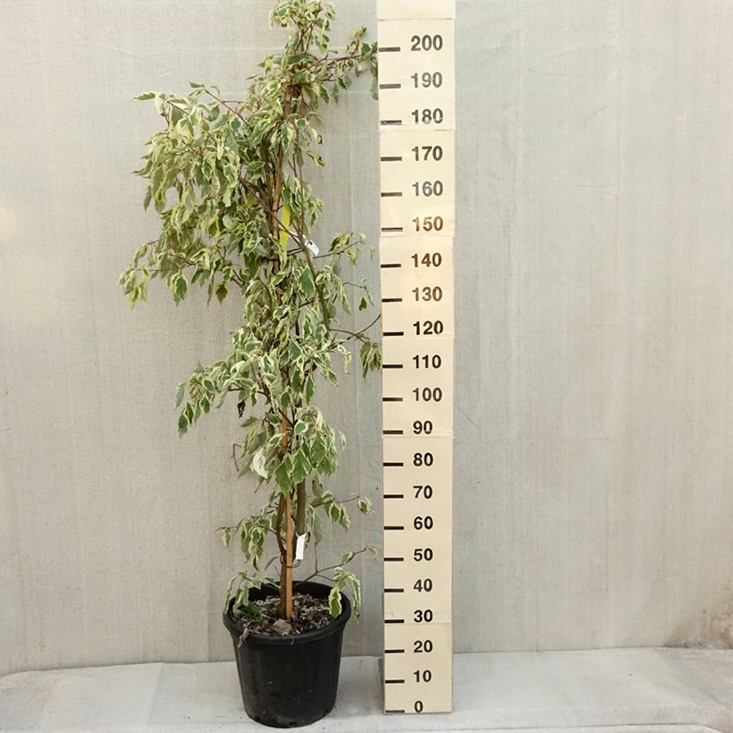 Spécimen de Cornus controversa Variegata - Cornouiller des Pagodes panaché Pot de 30L/35L tel que livré en automne