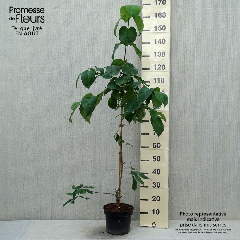 Spécimen de Cornus Eddie's White Wonder - Cornouiller hybride. Pot de 4L/5L tel que livré en été