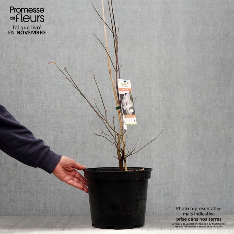 Spécimen de Cornus florida Cloud Nine - Cornouiller à fleurs d'Amérique. Pot de 7,5L/10L tel que livré en automne