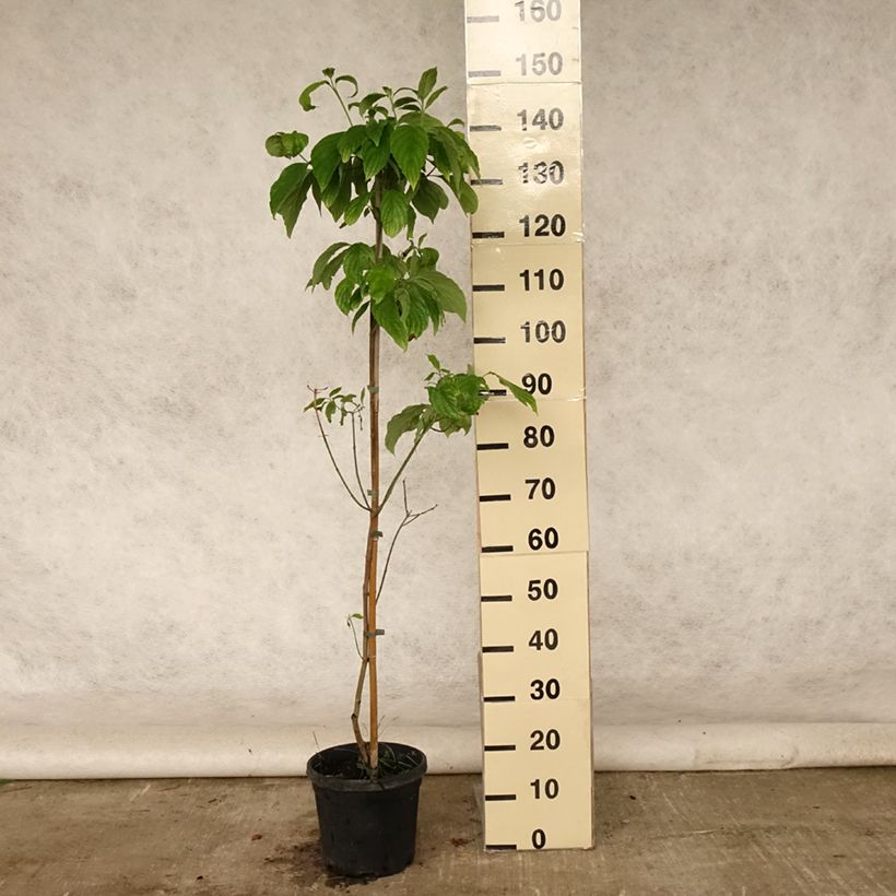 Spécimen de Cornus florida Cloud Nine - Cornouiller à fleurs d'Amérique. Pot de 4L/5L tel que livré en été