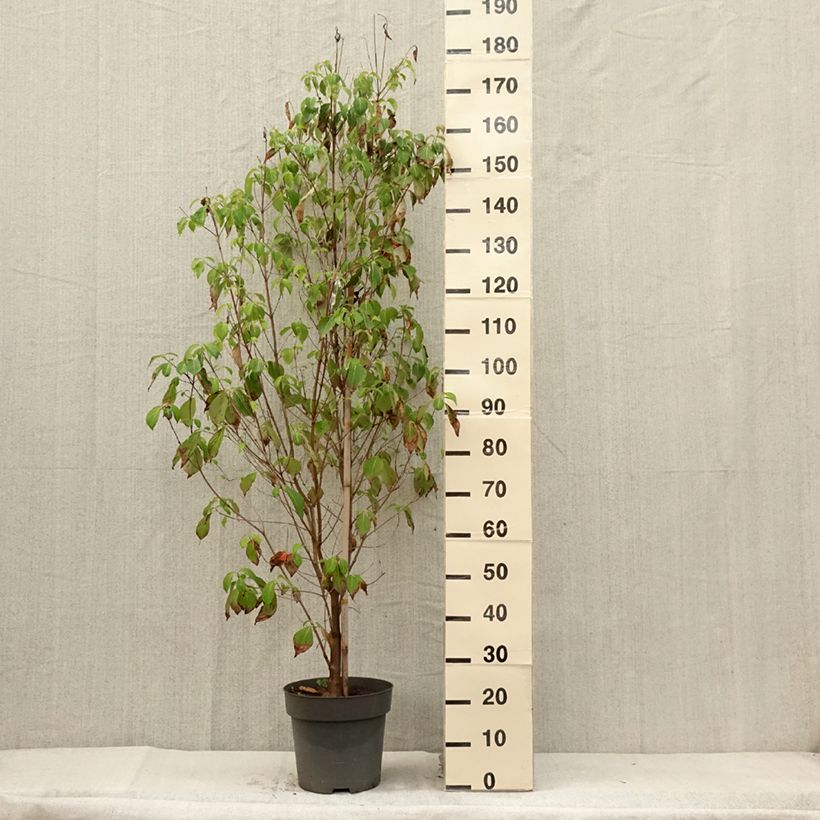 Spécimen de Cornus florida - Cornouiller à fleurs d'Amérique Pot de 7,5L/10L tel que livré en été