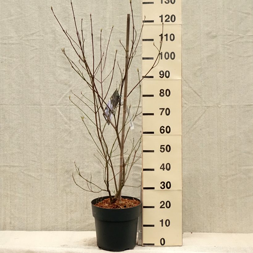 Spécimen de Cornus florida - Cornouiller à fleurs d'Amérique Pot de 7,5L/10LHauteur livrée env. 80/100cm tel que livré au printemps