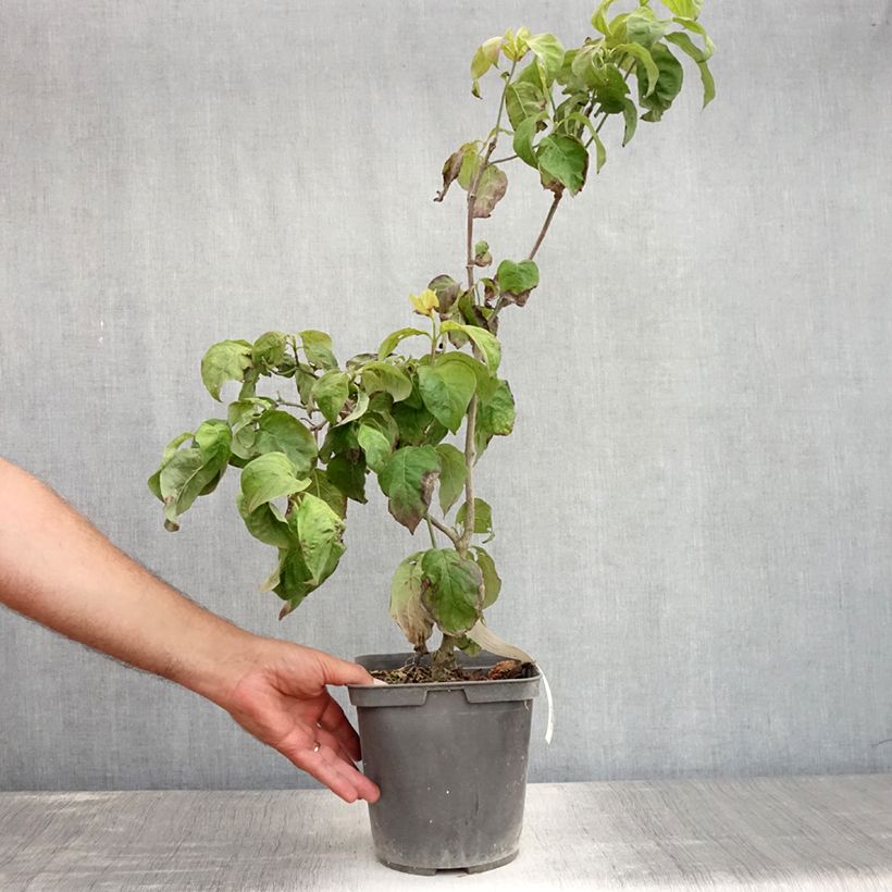 Spécimen de Cornus florida Rainbow - Cornouiller de Floride panaché Pot de 4L/5L tel que livré en été
