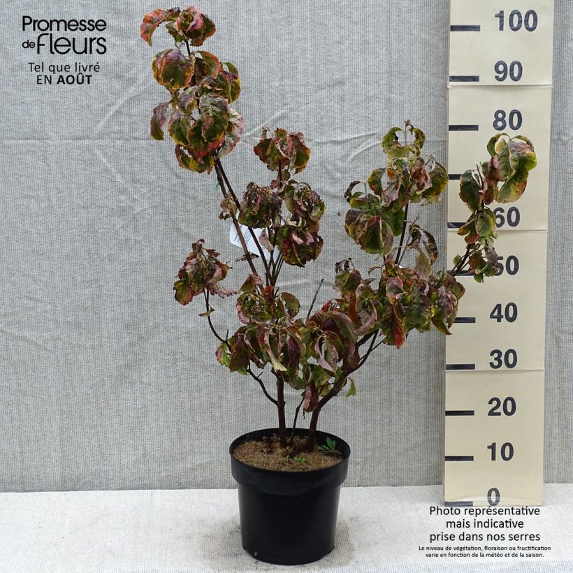 Spécimen de Cornus florida Rainbow - Cornouiller de Floride panaché Pot de 6L/7L tel que livré en été
