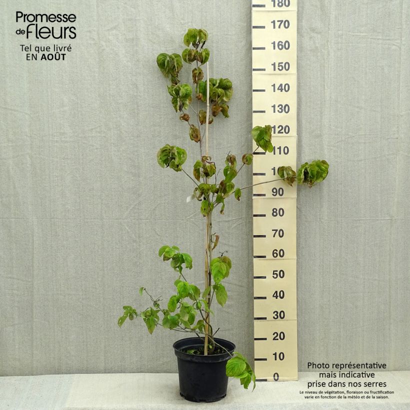 Spécimen de Cornus florida Rubra - Cornouiller à fleurs d'Amérique Pot de 6L/7L tel que livré en été