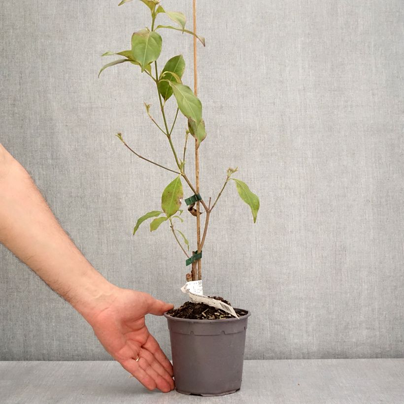 Spécimen de Cornus hongkongensis Parc de Haute Bretagne - Cornouiller de Hong Kong à fleurs roses Pot de 1L/1,5L tel que livré au printemps