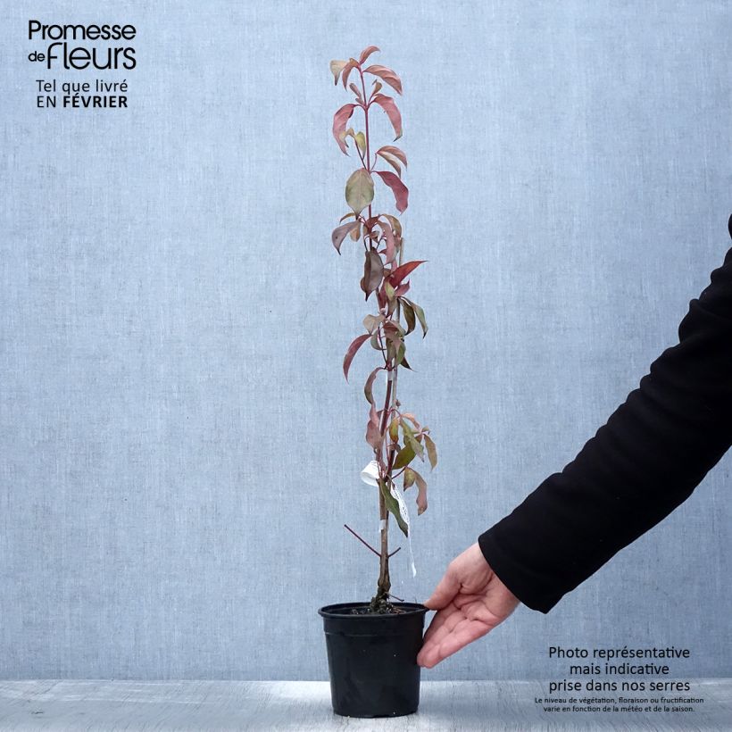 Spécimen de Cornus hongkongensis Parc de Haute Bretagne - Cornouiller de Hong Kong à fleurs roses Pot de 1L/1,5L tel que livré en hiver