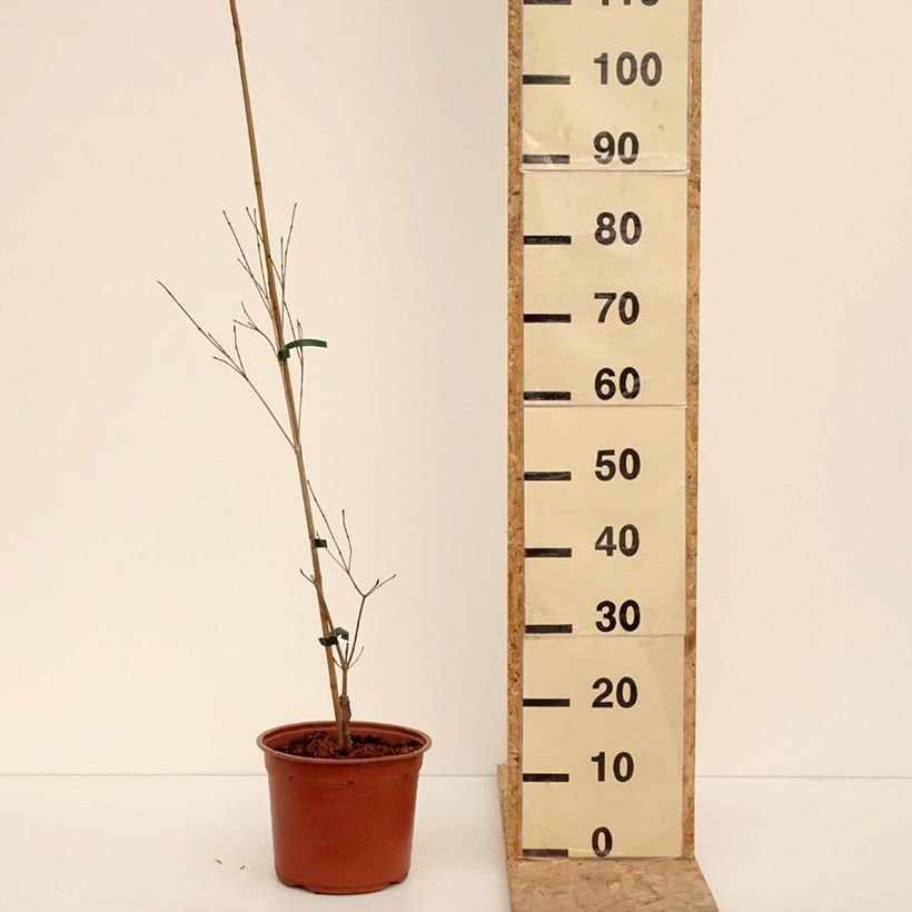 Spécimen de Cornus kousa Beni-fuji - Cornouiller du Japon - Pot de 4L/5L tel que livré en hiver