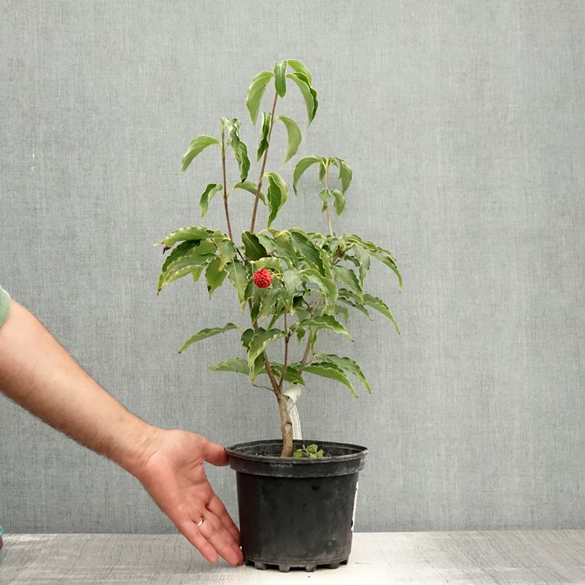 Spécimen de Cornus kousa Big Apple - Cornouiller du Japon Pot de 3L/4L tel que livré en été