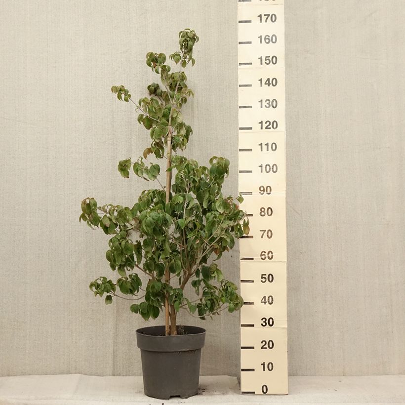 Spécimen de Cornus kousa Blooming Merry Tetra - Cornouiller hybride Pot de 7,5L/10L tel que livré en été