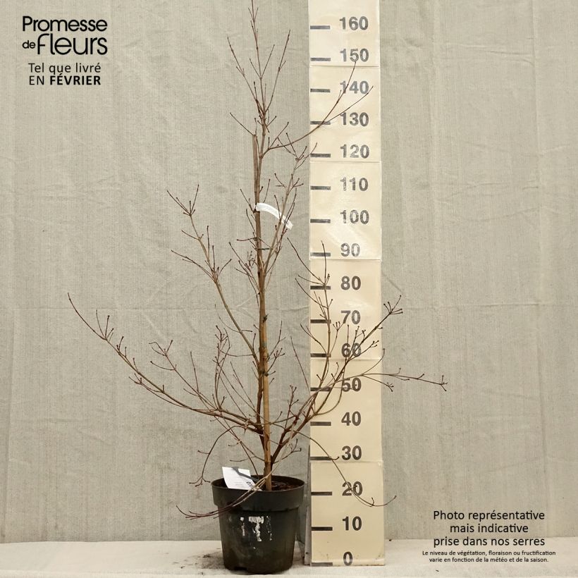 Spécimen de Cornus kousa Blooming White Tetra - Cornouiller hybride Pot de 7,5L/10L tel que livré en hiver