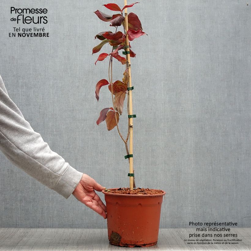Spécimen de Cornus kousa Blue Shadow - Cornouiller du Japon Pot de 4L/5L tel que livré en automne