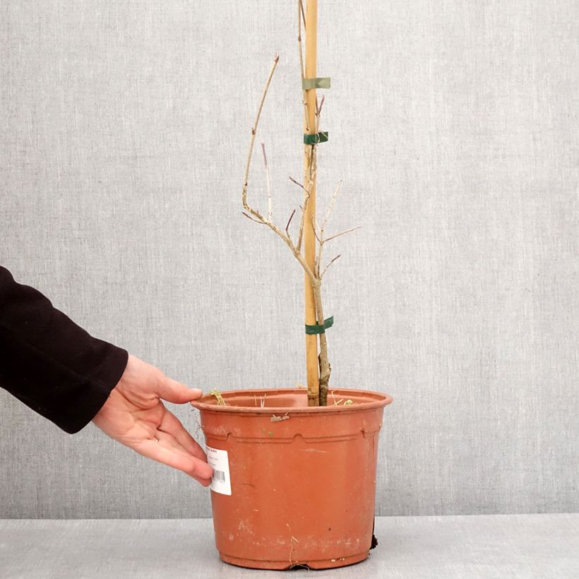 Spécimen de Cornus kousa Bonfire - Cornouiller du Japon Pot de 4L/5L tel que livré en hiver