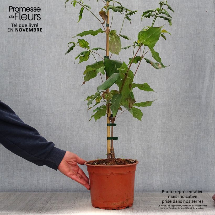 Spécimen de Cornus kousa Cappuccino - Cornouiller du Japon Pot de 6L/7L tel que livré en automne