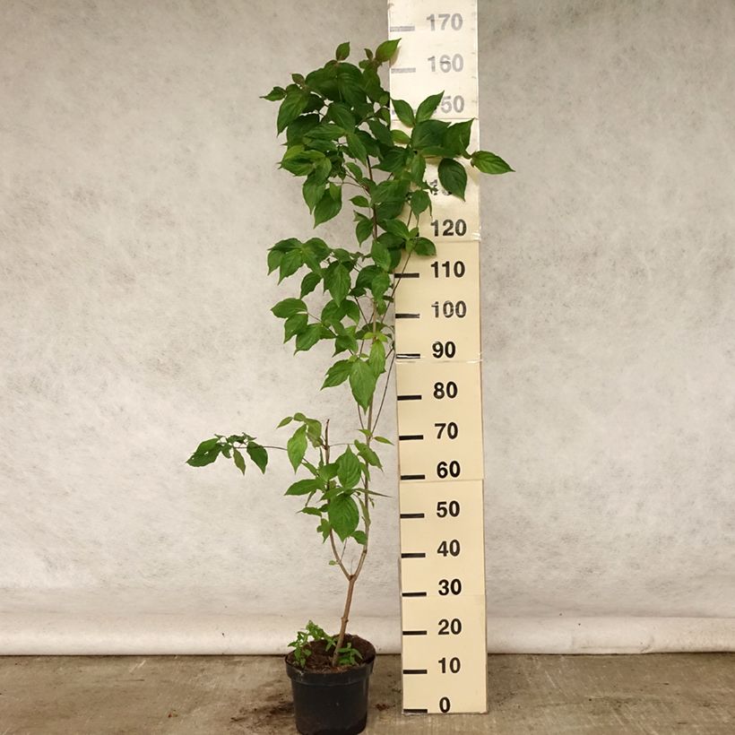 Spécimen de Cornus kousa Chinensis - Cornouiller de Chine Pot de 3L/4L tel que livré en été