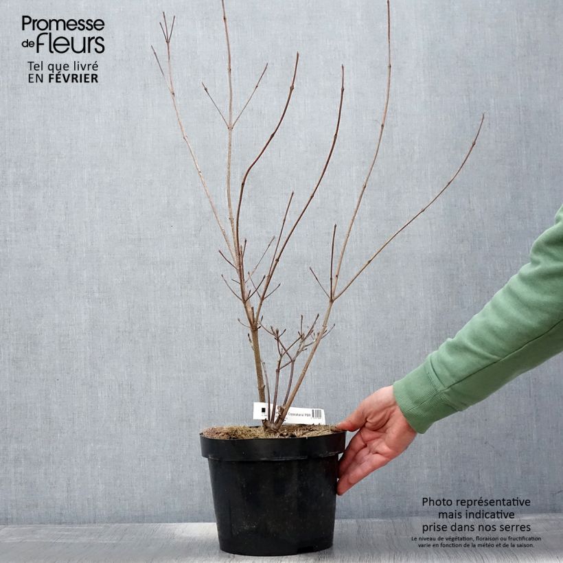 Spécimen de Cornus kousa Copacabana - Cornouiller du Japon Pot de 4L/5L tel que livré en hiver