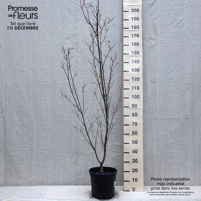 Spécimen de Cornus kousa Couronne - Cornouiller du Japon Pot de 12L/15L tel que livré en hiver