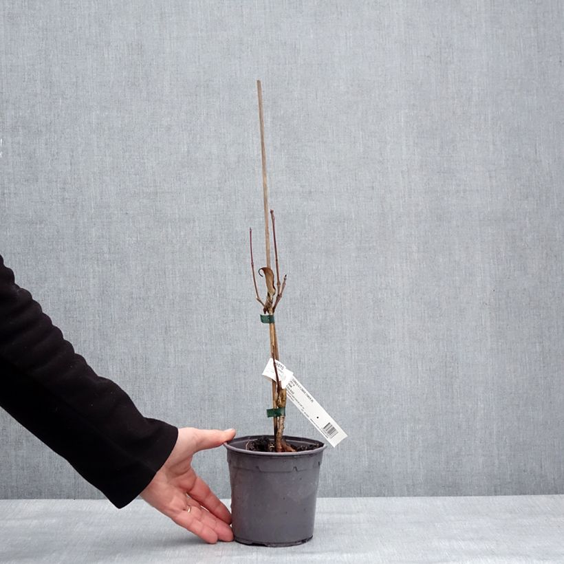 Spécimen de Cornus kousa Flower Tower - Cornouiller du Japon Pot de 1L/1,5L tel que livré en hiver