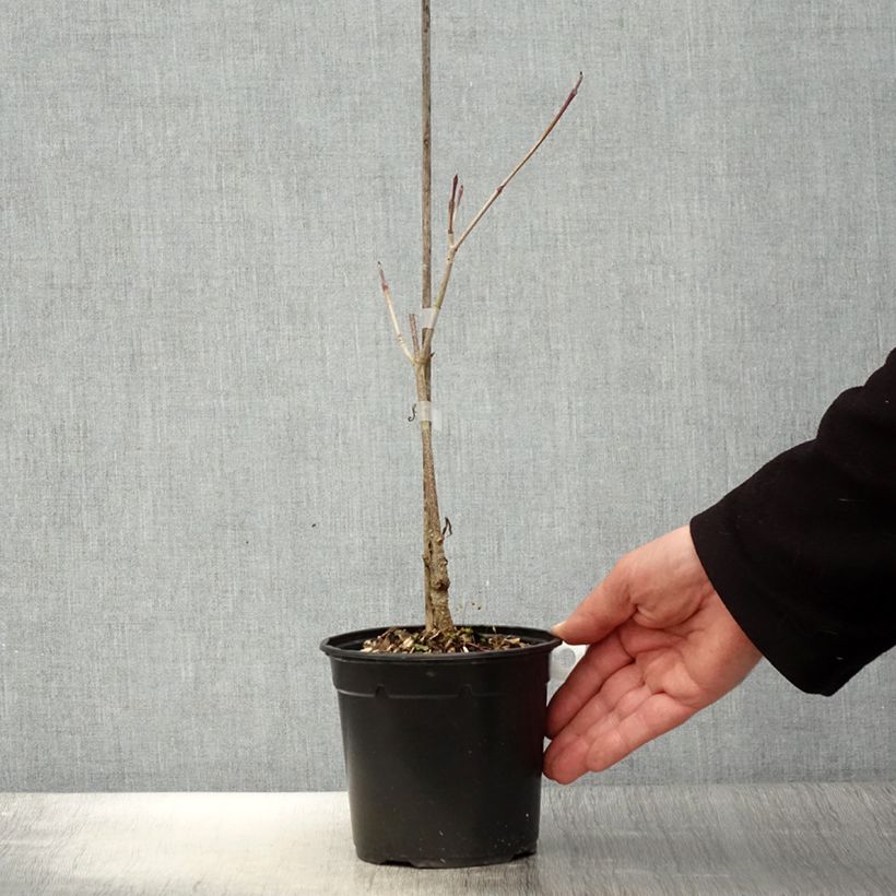 Spécimen de Cornus kousa Flower Tower - Cornouiller du Japon tel que livré au printemps