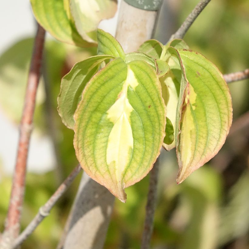 Cornus kousa Gold Star - Cornouiller du Japon (Feuillage)