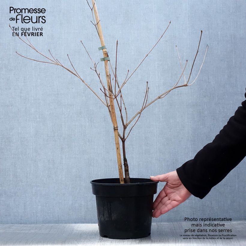 Spécimen de Cornus kousa Gold Star - Cornouiller du Japon Pot de 4L/5L tel que livré en hiver