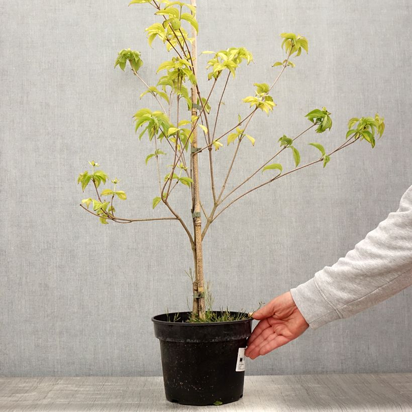 Spécimen de Cornus kousa Gold Star - Cornouiller du Japon Pot de 4L/5L tel que livré au printemps