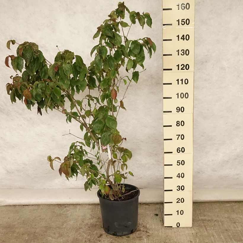 Spécimen de Cornus kousa Heart Throb - Cornouiller du Japon Pot de 18L/20L tel que livré en été