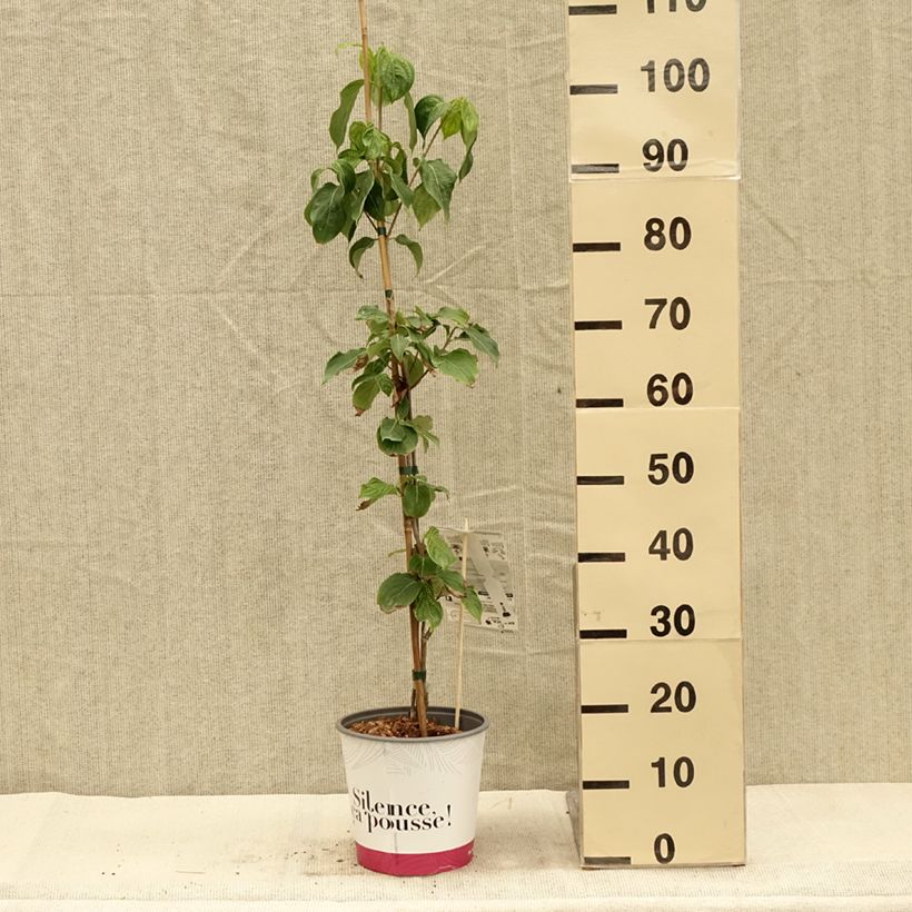 Spécimen de Cornus kousa Mandarin Jewel - Cornouiller du Japon Pot de 4L/5L tel que livré en automne