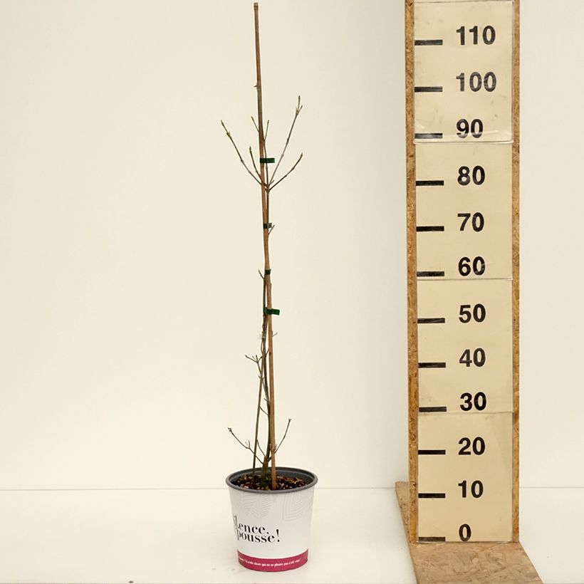 Spécimen de Cornus kousa Mandarin Jewel - Cornouiller du Japon - Pot de 4L/5L tel que livré au printemps