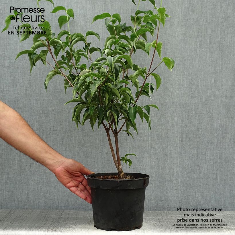 Spécimen de Cornus Kousa Milky Way- Cornouiller du Japon blanc Pot de 4L/5L tel que livré en automne
