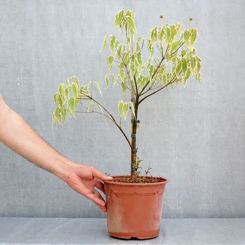 Spécimen de Cornus kousa Pevé Foggy - Cornouiller du Japon Pot de 4L/5L tel que livré en été