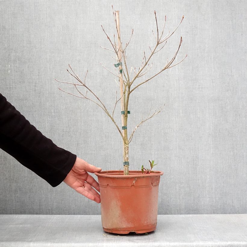 Spécimen de Cornus kousa Pevé Foggy - Cornouiller du Japon Pot de 4L/5L tel que livré au printemps