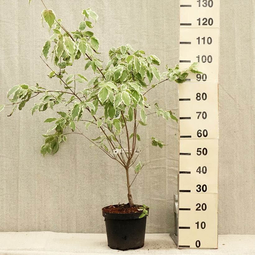 Spécimen de Cornus kousa Samaritan - Cornouiller du Japon panaché Pot de 4L/5L tel que livré en été