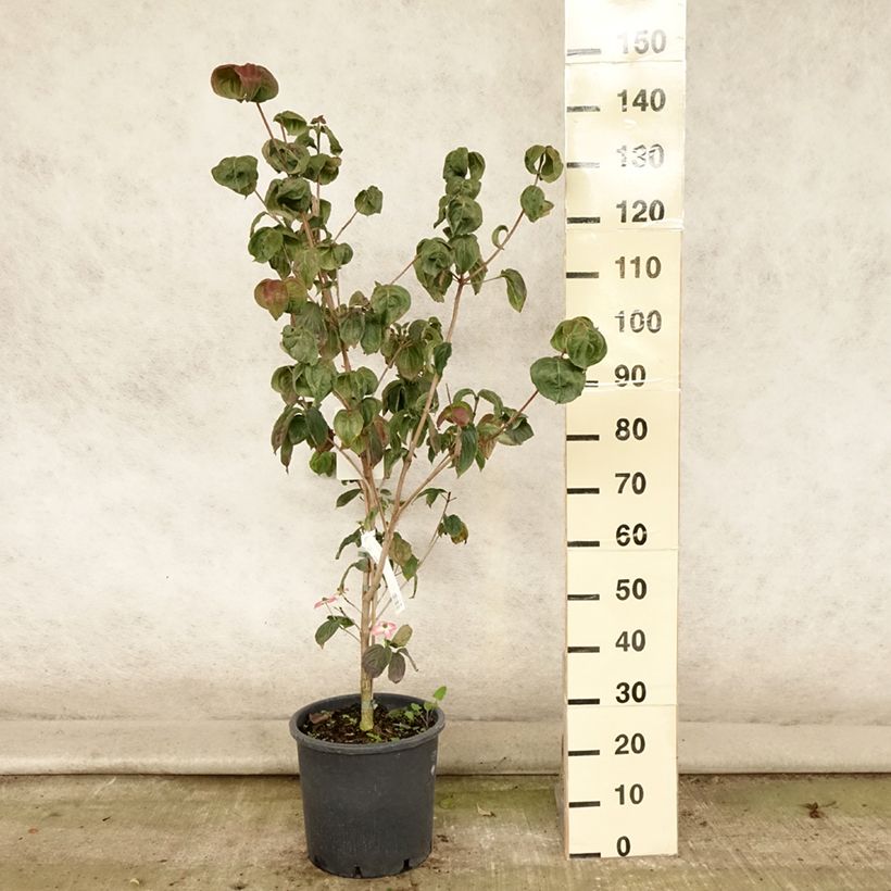 Spécimen de Cornus kousa Satomi - Cornouiller du Japon rose Pot de 7,5L/10L tel que livré en été
