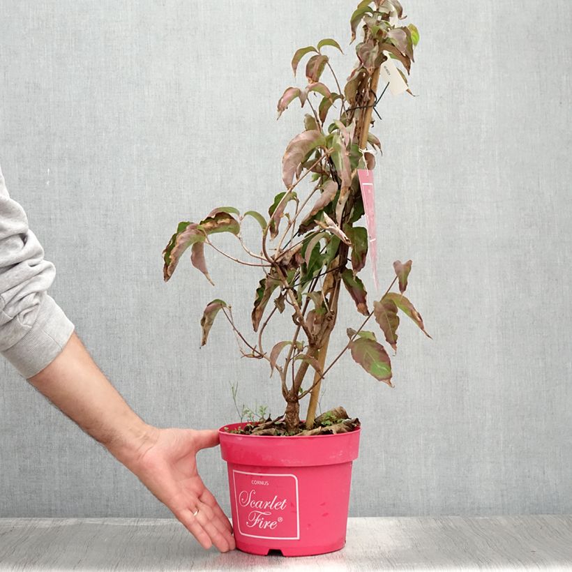 Spécimen de Cornus kousa Scarlet Fire - Cornouiller du Japon Pot de 4L/5L tel que livré en été