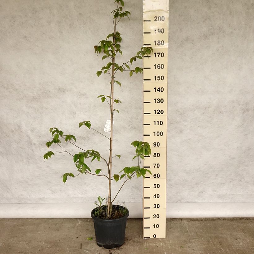 Spécimen de Cornus kousa Teutonia Pot de 18L/20L tel que livré au printemps