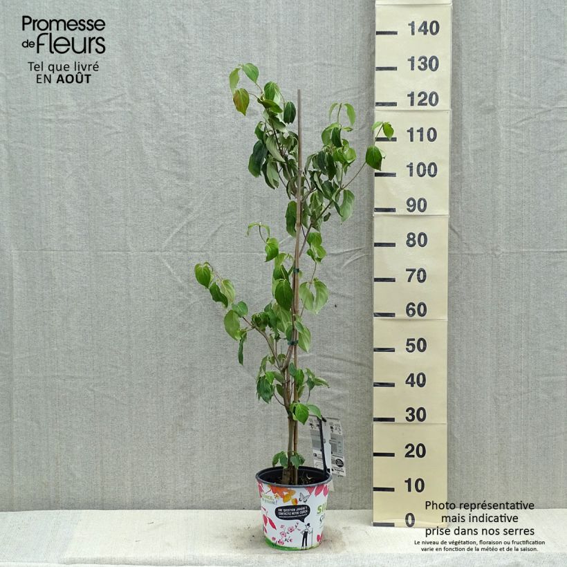 Spécimen de Cornus kousa var. chinensis Great Star - Cornouiller à fleurs Pot de 4L/5L tel que livré en été