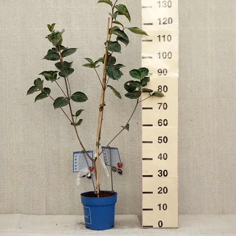 Spécimen de Cornus kousa Venus - Cornouiller du Japon blanc Pot de 6L/7L tel que livré en automne