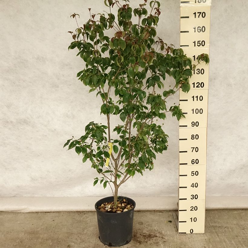 Spécimen de Cornus kousa Wieting's Select - Cornouiller du Japon Pot de 18L/20L tel que livré en été